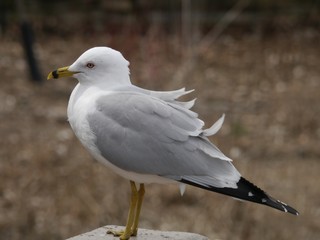 Ring-Billed Gull (Larus delawarensis)