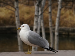 Ring-Billed Gull (Larus delawarensis)