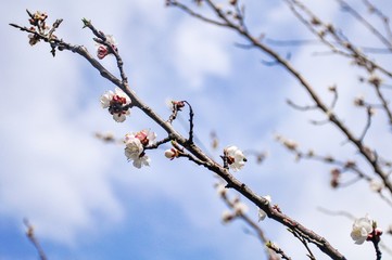 Blossoming cherry tree in spring