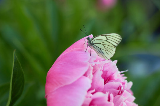 White butterfly (Aporia crataegi) sits on a peony flower in a green garden