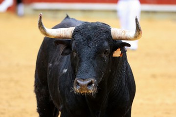 toros