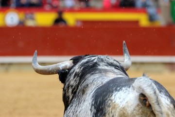 toros
