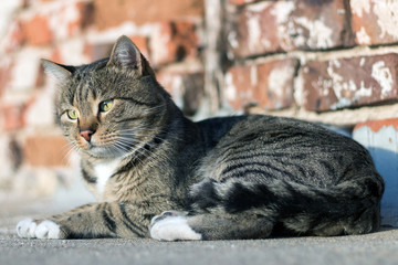 European Cat Is Lying, Male Cat