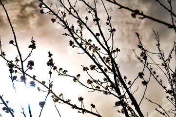 Blossoming cherry tree in spring