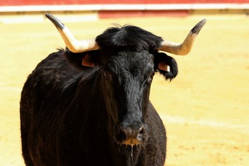 toros