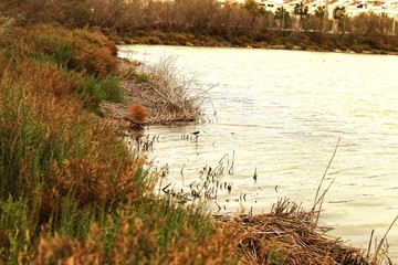 Wetlands of Santa Pola
