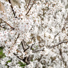 Blossoming cherry tree in spring