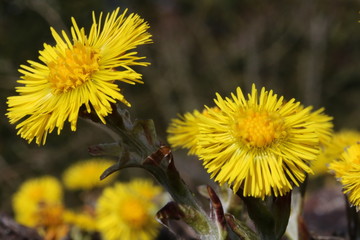 Huflattich, Huflattich-Blüten, Tussilago farfara, traditionelles Heilkraut, Phytotherapie, alternative Heilmethoden,