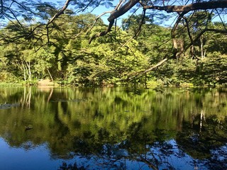 Beautiful untouched nature (wetlands) with trees, a lake with reflections and wild fowl in...