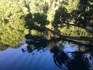 Beautiful untouched nature (wetlands) with trees, a lake with reflections and birds (wild fowl) in...