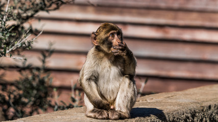 Obraz premium Barbary Macaque monkeys in Gibraltar