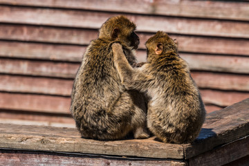 Barbary Macaque monkeys in Gibraltar