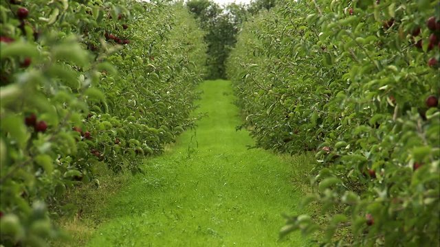 View down the aisle between rows of apple trees in a lush orchard.