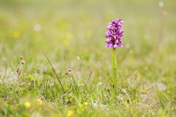 Orchis morio (Anacamptis morio) - precious endagered and protected purple flower growing in a grassy meadow, blurry background