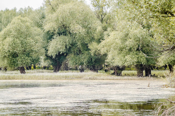 Panorama of the lake near the town of Novi Sad 