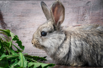 A small gray rabbit is sitting near the green grass