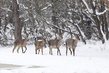 Group of hinds on snow (red deer female)