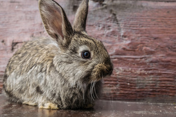 Little rabbit sitting on a wooden bench