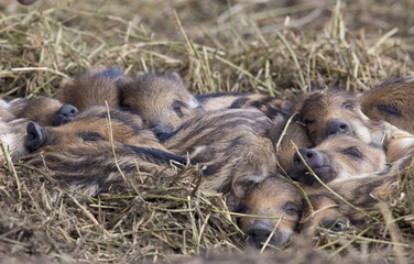 New born wild boar piglets sleeping on straw