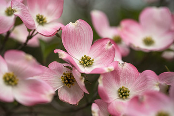 Fototapeta na wymiar Pink dogwood branch in bloom