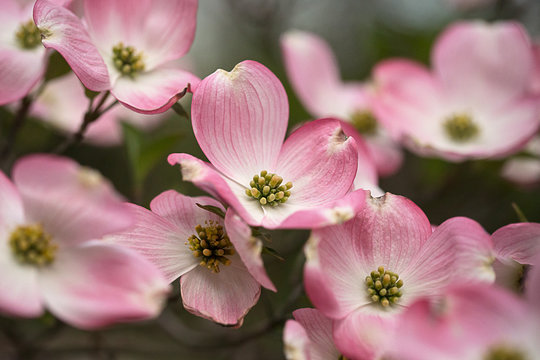 Pink dogwood branch in bloom