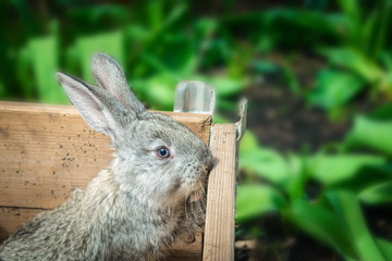 A small rabbit tries to climb over a fence to eat grass. Portrait of a gray rabbit