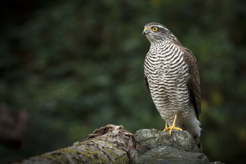 Sparrow Hawk