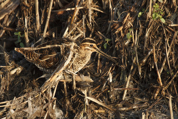 Snipe bird
