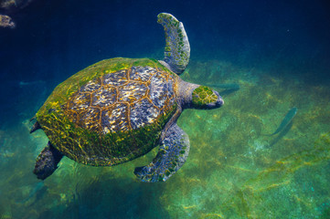Obraz premium Turtles in the water on the red sea