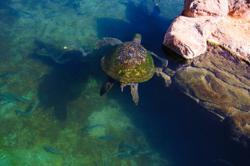 Turtles in the water on the red sea