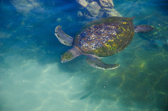 Turtles in the water on the red sea