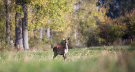 Female red deer hind in forest