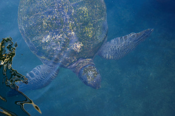 Fototapeta premium Turtles in the water on the red sea