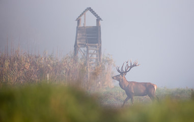 Fototapeta premium Red deer in reed field