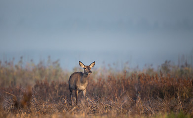 Hind in reed field