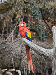 Parrot, also known as psittacine on a branch