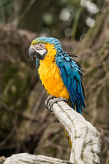 Parrot, also known as psittacine on a branch