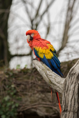 Parrot, also known as psittacine on a branch