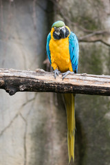 Parrot, also known as psittacine on a branch