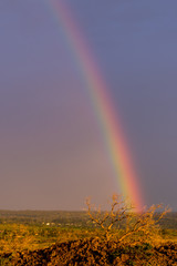 Rainbow over Crooked Tree