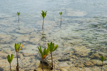 young mangrove trees growing in shallow water