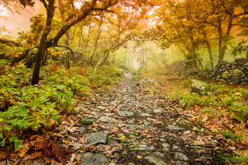 landscape otoñas in the forest of chestnut trees