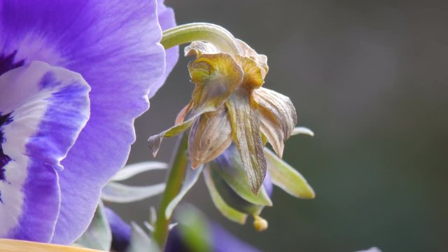 Zooming Green Pansy perianth flower part, closeup of violet calyx and corolla. A large-flowered hybrid plant cultivated of the genus Viola.