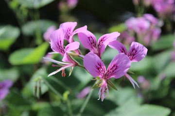 Naklejka premium HEART LEAF GERANIUM