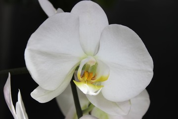 WHITE MOTH ORCHIDS