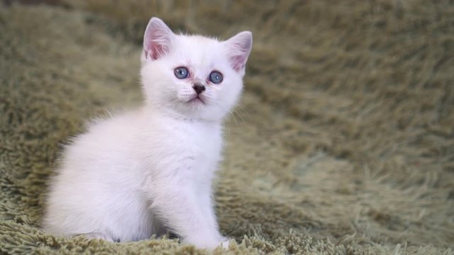 Cute white kitten sitting on the bed