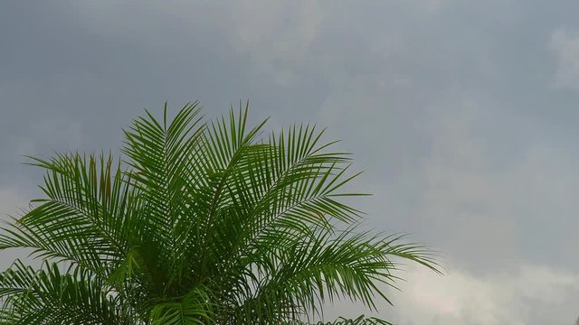Approaching storm viewed through a palm tree 5
