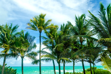 Tropical Miami Beach Palms near the ocean