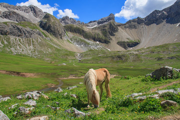Haflinger in den Lechtaler Alpen, Österreich