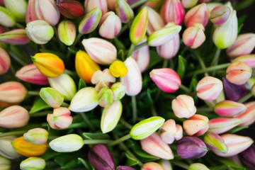 tulipani fiori amsterdam mercato galleggiante
